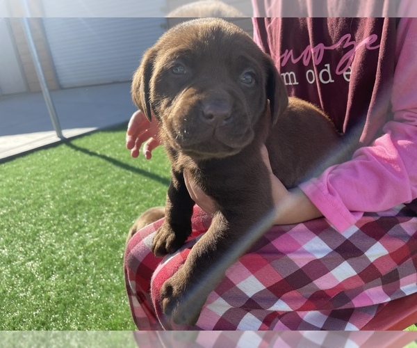 Medium Photo #2 Labrador Retriever Puppy For Sale in STOCKTON, CA, USA
