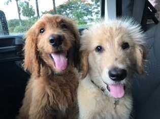 Goldendoodle Puppy for sale in BOCA RATON, FL, USA
