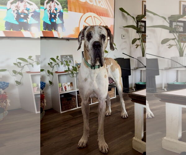 Medium Photo #3 Great Dane-Unknown Mix Puppy For Sale in Columbus, IN, USA