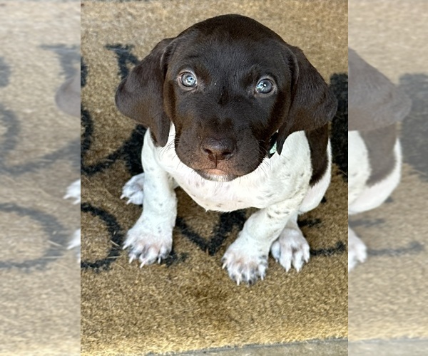 Medium Photo #1 German Shorthaired Pointer Puppy For Sale in PLACERVILLE, CA, USA
