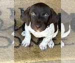 Puppy Finn German Shorthaired Pointer