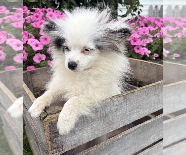 Medium Photo #4 Pomeranian Puppy For Sale in MIDDLEBURY, IN, USA