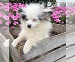 Small #3 Pomeranian