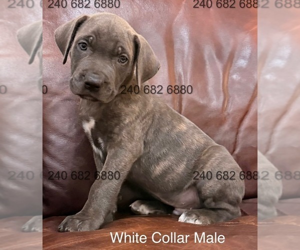 Medium Photo #1 Cane Corso Puppy For Sale in LA PLATA, MD, USA