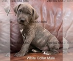 Puppy White Collar Ma Cane Corso