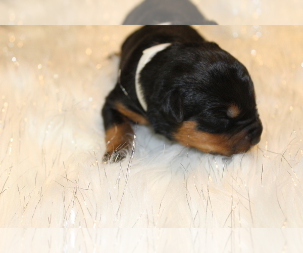Medium Photo #4 Rottweiler Puppy For Sale in HEMINGWAY, SC, USA