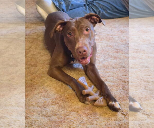 Medium Photo #1 Labrador Retriever-Unknown Mix Puppy For Sale in Minneapolis, MN, USA