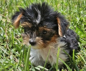 Biewer Terrier Puppy for sale in SARASOTA, FL, USA