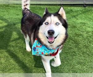 Siberian Husky Dogs for adoption in Orange, CA, USA