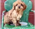 Small Photo #3 Cavapoo (Miniature) Puppy For Sale in DUNDEE, OH, USA