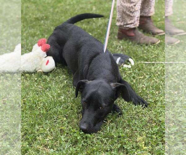 Medium Photo #4 Catahoula Leopard Dog-Labrador Retriever Mix Puppy For Sale in Yardley, PA, USA