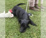 Small #3 Catahoula Leopard Dog-Labrador Retriever Mix