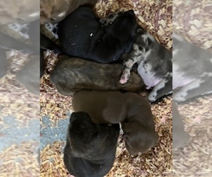 Catahoula Leopard Dog Puppy for sale in BOWLING GREEN, MO, USA