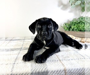 Cane Corso Puppy for sale in GREENFIELD, IN, USA