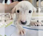 Small #3 Lab-Pointer