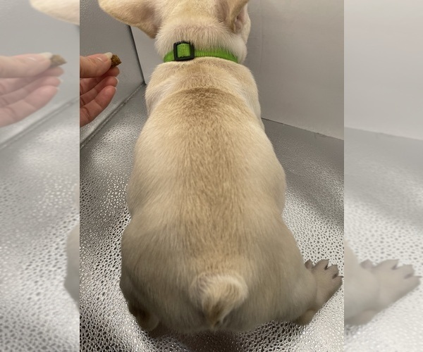 Medium Photo #8 French Bulldog Puppy For Sale in CLEARWATER, FL, USA