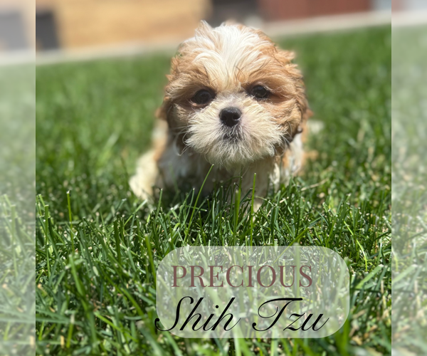 Medium Photo #2 Shih Tzu Puppy For Sale in ELMHURST, IL, USA