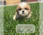 Small #1 Shih Tzu