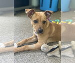 Small #2 Mutt