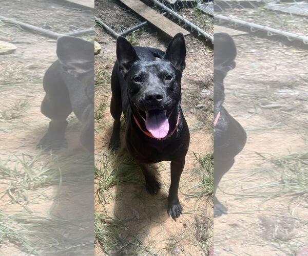 Medium Photo #3 German Shepherd Dog-Unknown Mix Puppy For Sale in Munford, TN, USA