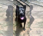 Small #2 German Shepherd Dog Mix