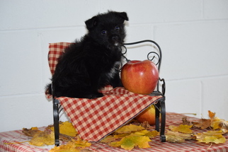 Yoranian Puppy for sale in FREDERICKSBURG, OH, USA
