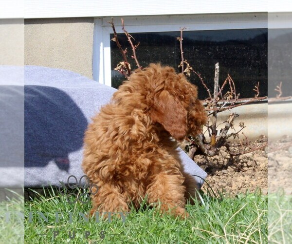 Medium Photo #2 Goldendoodle (Miniature) Puppy For Sale in AIRVILLE, PA, USA