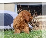 Small #1 Goldendoodle (Miniature)