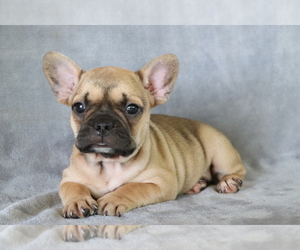 French Bulldog Puppy for sale in SHILOH, OH, USA