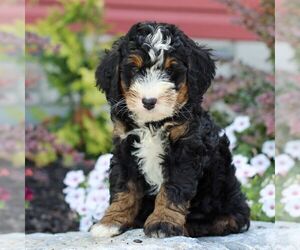 Bernedoodle (Miniature) Puppy for sale in LITITZ, PA, USA