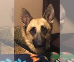 Small #9 German Shepherd Dog