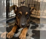 Small #1 Australian Kelpie Mix