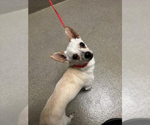 Medium Photo #1 Chihuahua-Unknown Mix Puppy For Sale in Las Vegas, NV, USA