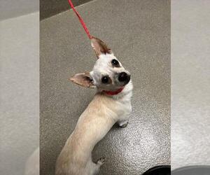 Chihuahua-Unknown Mix Dogs for adoption in Las Vegas, NV, USA
