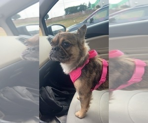 French Bulldog Puppy for sale in NEWTON, NJ, USA