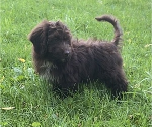 Newfoundland-Poodle (Toy) Mix Puppy for sale in EDWARDSBURG, MI, USA