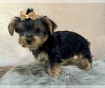 Small #1 Yorkshire Terrier