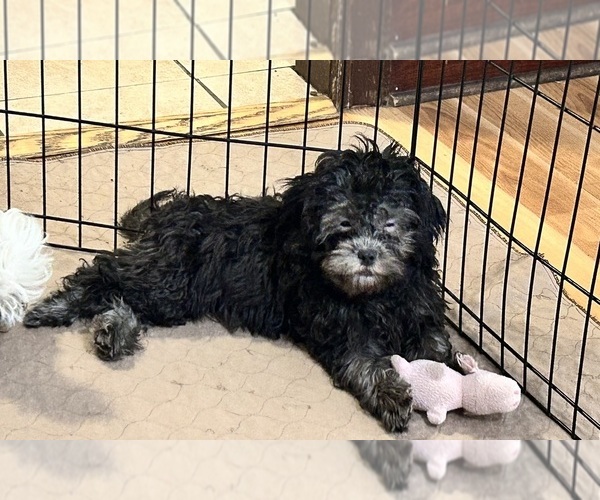 Medium Photo #4 ShihPoo Puppy For Sale in GLOUCESTER, VA, USA