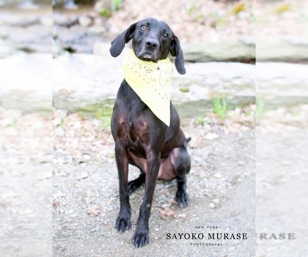 Medium Photo #36 Plott Hound-Weimaraner Mix Puppy For Sale in Rockaway, NJ, USA