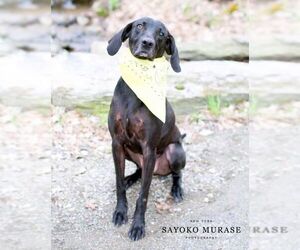 Stanley Martin Steele - Male Plott Hound-Weimaraner Mix Dog for Adoption - Photo #36