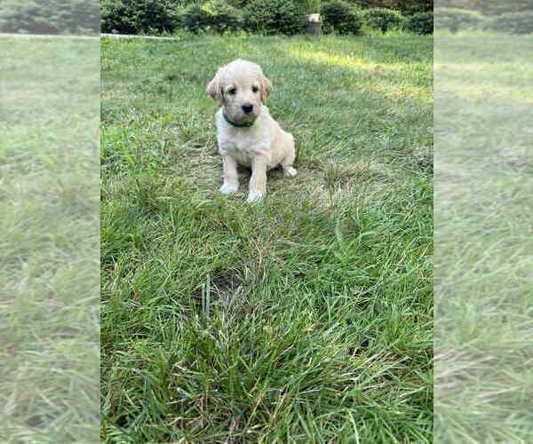 Medium Photo #17 Aussiedoodle-Labradoodle Mix Puppy For Sale in BRYANTOWN, MD, USA