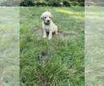 Small Photo #17 Aussiedoodle-Labradoodle Mix Puppy For Sale in BRYANTOWN, MD, USA
