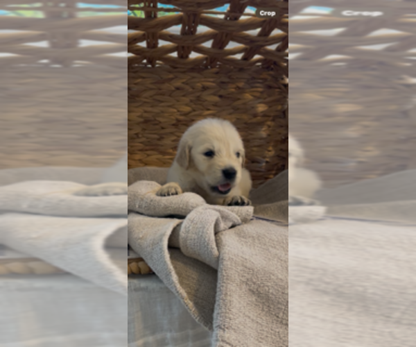 Medium Photo #4 Golden Retriever Puppy For Sale in MERCED, CA, USA