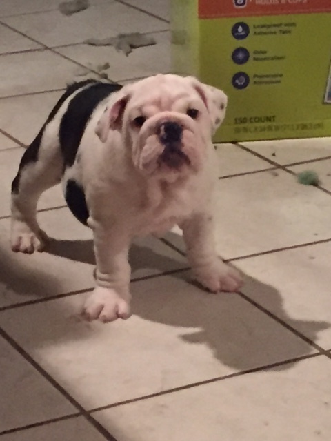 Medium Photo #1 Bulldog Puppy For Sale in LAKE MARY, FL, USA