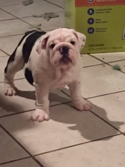 Bulldog Puppy for sale in LAKE MARY, FL, USA