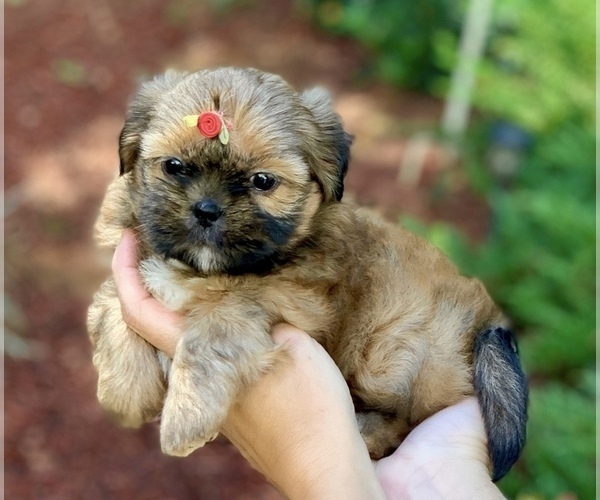 Medium Photo #5 Shih Tzu Puppy For Sale in BUFORD, GA, USA