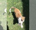 Small #13 Labrador Retriever Mix