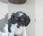 Small Photo #14 Cavapoo (Miniature) Puppy For Sale in SAINT FRANCIS, MN, USA