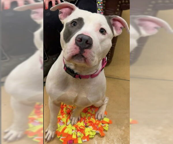 Medium Photo #3 Mutt Puppy For Sale in Des Moines, IA, USA