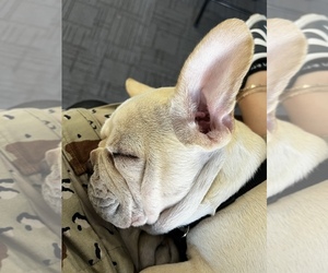 French Bulldog Puppy for sale in LOS ANGELES, CA, USA